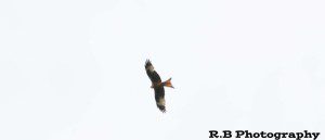 Red Kite in Flight 