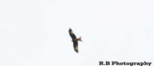 Red Kite in Flight
