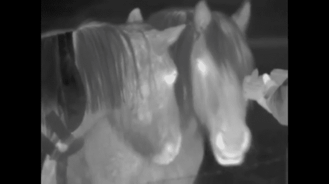 Horses saying hello