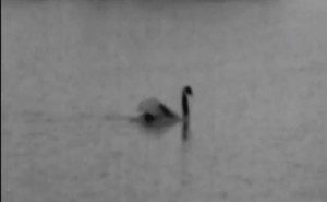 1 a 1 a swan nessie