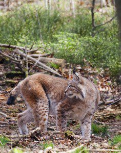 Lynx-by-Erwin-van-Maanen