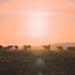 Late evening view of the cows near Southerness