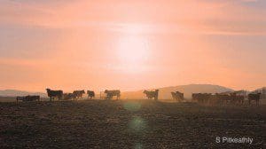 Late evening view of the cows near Southerness