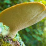 Dyrads saddle, a nice image of a fungus growing on a tree under a bridge in Dalbeattie