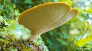 Dyrads saddle, a nice image of a fungus growing on a tree under a bridge in Dalbeattie