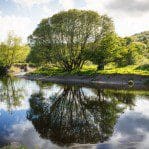 Picture taken just outside Dalbeattie with the Urr river reflecting this imposing tree