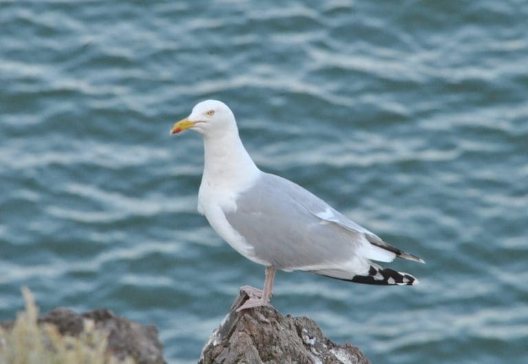 A WALK AT HESTON ISLAND WITH KEITH KIRK