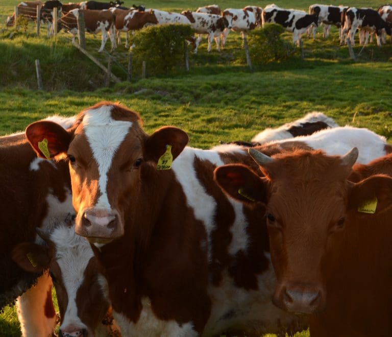 MILK PRICE FALLS MUST NOT IGNORE LONG TERM POTENTIAL