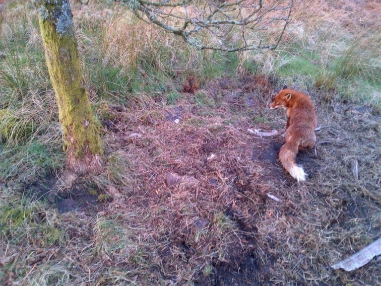 APPEAL FOR INFO ABOUT FOX CAUGHT IN ILLEGAL SNARE AT PARTON