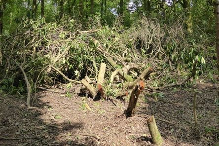 DALBEATTIE FOLK UP IN ARMS OVER DESTRUCTION OF RONALL WOOD RHODODENDRON’S