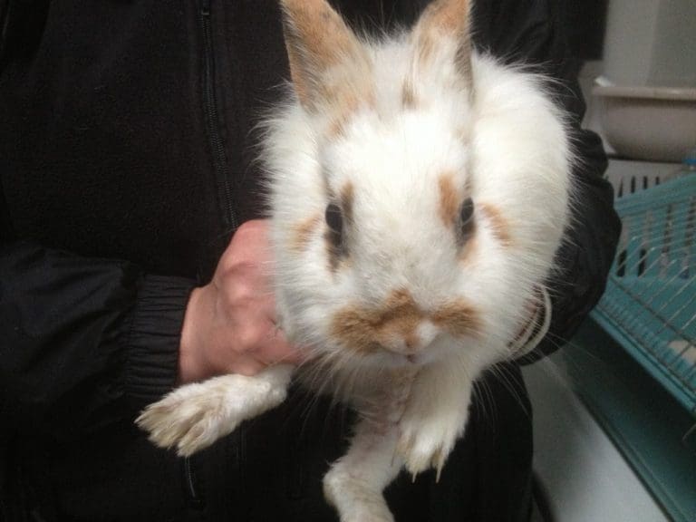 SCOTTISH SPCA APPEALING FOR INFO ABOUT RABBITS ABANDONED IN ARDWELL