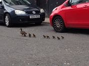 DUMFRIES TRAFFIC BROUGHT TO STANDSTILL BY BABY DUCKLINGS