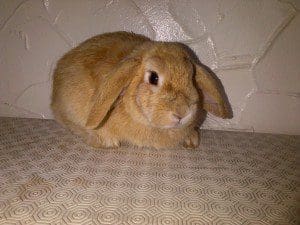 1 a 1 a rabbit 3