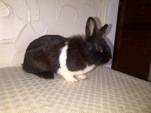 1 a 1 a rabbit 4