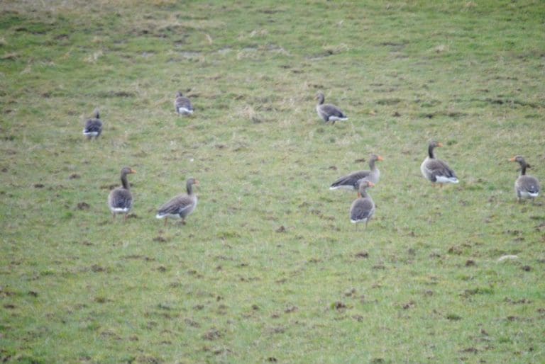 ACTION ON GROWING GEESE NUMBERS NEEDED NOW