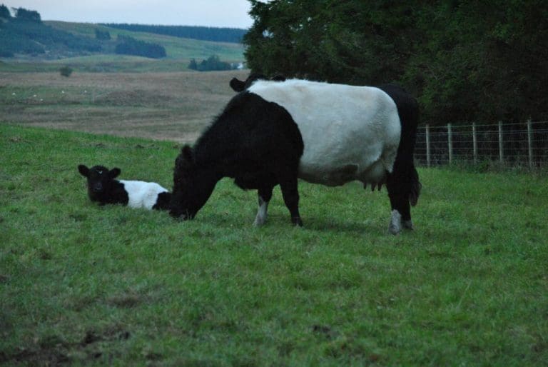 COMMON AGRICULTURAL POLICY CHANGES COULD HIT D&G HARD