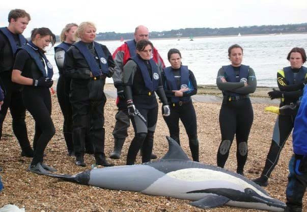 LEARN  HOW  TO  RESCUE DOLPHINS,  PORPOISES,  WHALES  &  SEALS  IN DUMFRIES AND GALLOWAY