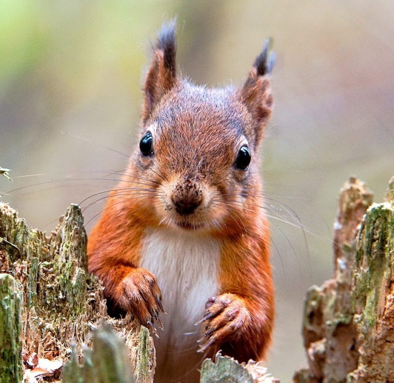 NEW DAILY WILDLIFE WATCHING AT KIRROUGHTREE