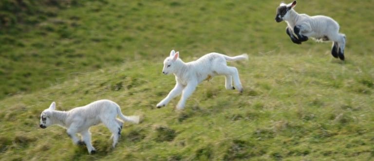 SCOTTISH LAMB FILLING UP SHOP SHELVES AHEAD OF CAMPAIGN