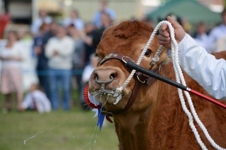 SCOTTISH FARMER’S UNION SLAMS RETAILERS SHORT-TERM VISION FOR BEEF