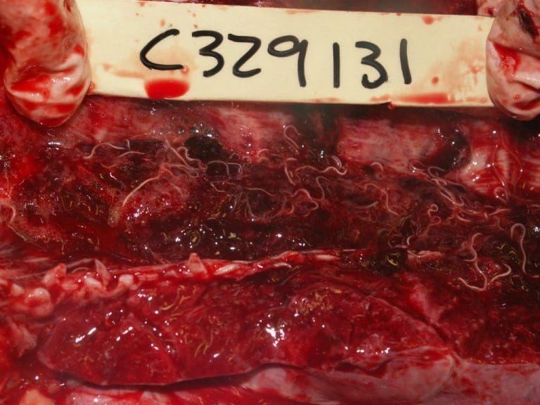DUMFRIES AND GALLOWAY FARMERS WARNED TO WATCH FOR LUNGWORM