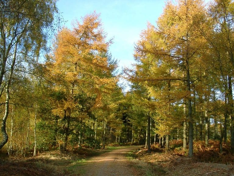 WALKERS TO EXPECT SOME DISRUPTION DURING HEATHHALL TREE FELLING WORKS