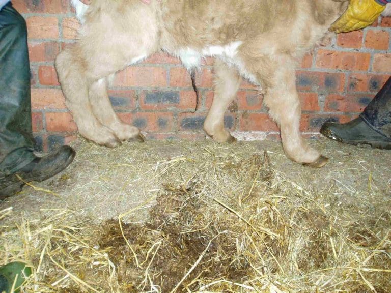 NEW TEST LAUNCHED TO HELP PREVENT LONG BONE DEFORMITY OF CALVES