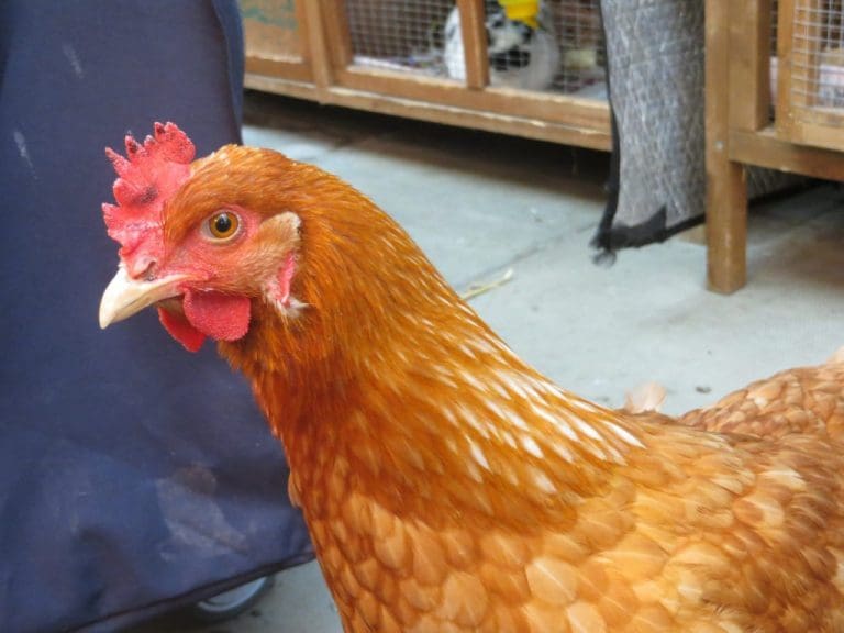 STRAY HEN FOUND IN DUMFRIES