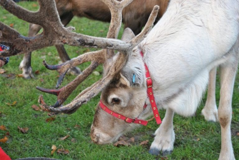 SANTA’S ON HIS WAY TO STRANRAER FOR THE BIG LIGHTS SWITCH ON
