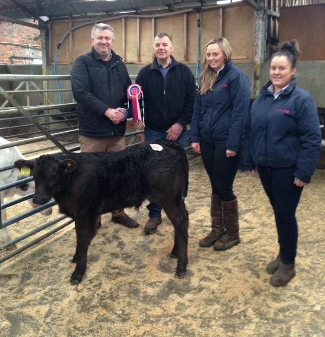 NETHER DARGAVAL WIN DUMFRIES MART CHRISTMAS SHOW OF YOUNG CALVES