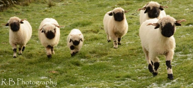MEET DUMFRIES AND GALLOWAYS FIRST VALAIS BLACKNOSE SHEEP !