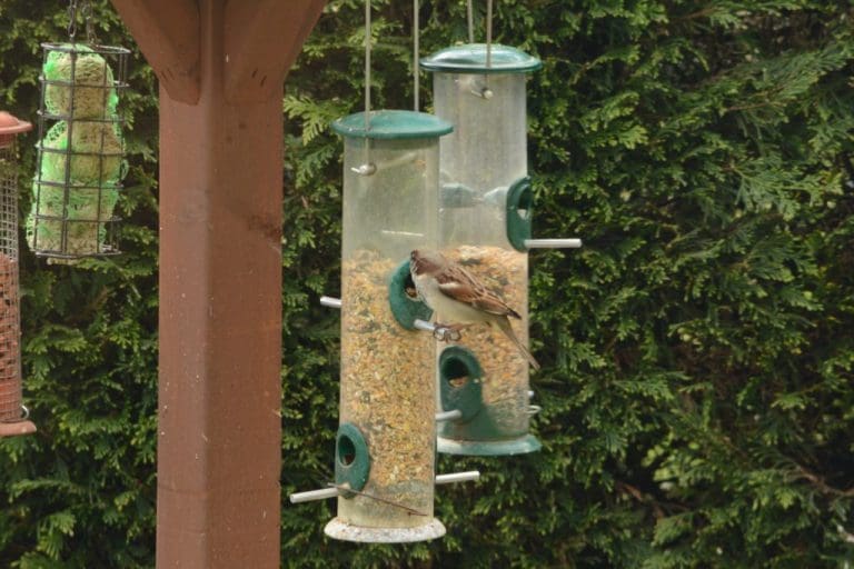 SCOTTISH WATER ASK PEOPLE TO BE CAREFUL ABOUT WHAT SCRAPS THEY FEED TO THE BIRDS