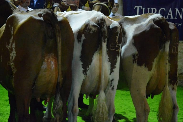 NEW TRAINING SCHEME FOR YOUNG PEOPLE IN THE DAIRY SECTOR