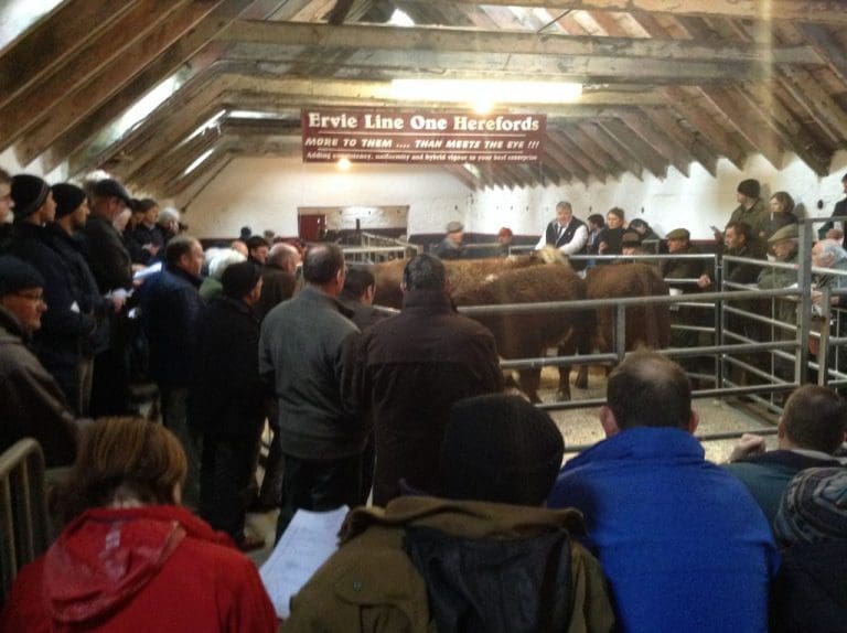 HEREFORD BULLS AVERAGED £2352.50 AT ERVIE SPRING BULL SALE STRANRAER