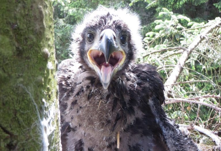 RESCUED CHICK SPREADS HER WINGS IN DUMFRIES AND GALLOWAY