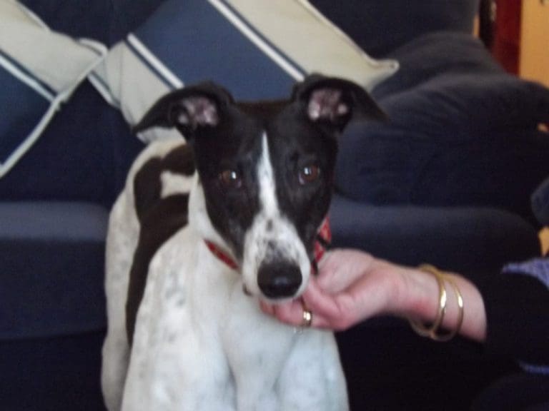 DUMFRIESSHIRE & CUMBRIA GREYHOUND RESCUE CROSSES THE FINISHING LINE FOR THE 1000th TIME