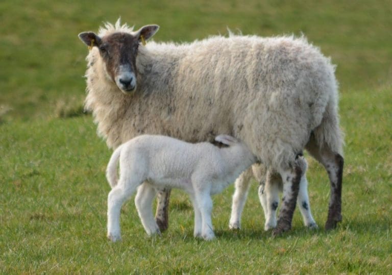 7 SHEEP KILLED IN DOG ATTACK AT KIRKPATRICK FLEMMING