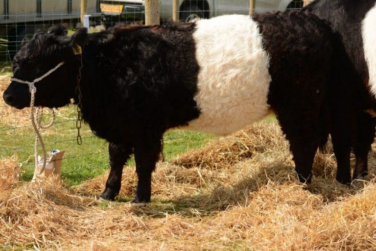 EU BAN USE OF ‘BELTED GALLOWAY’ AS COW BREED TITLE