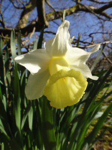 1 a 1 a Narcissus Mrs Ernst H Krelage