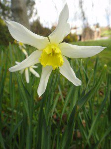 1 a 1 a Narcissus Mrs Langtry