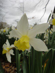 1 a 1 a Narcissus Southern Gem