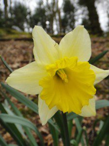 1 a 1 a Narcissus Van Waverens Giant