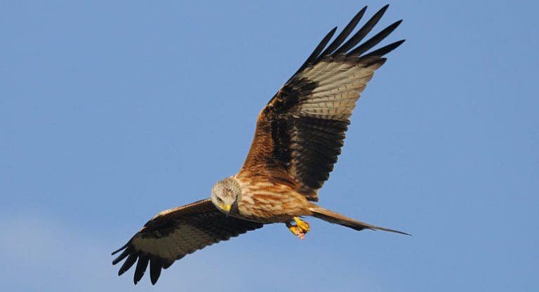 RED KITE FOUND DEAD NEAR CASTLE DOUGLAS POISONED WITH RODENTICIDE