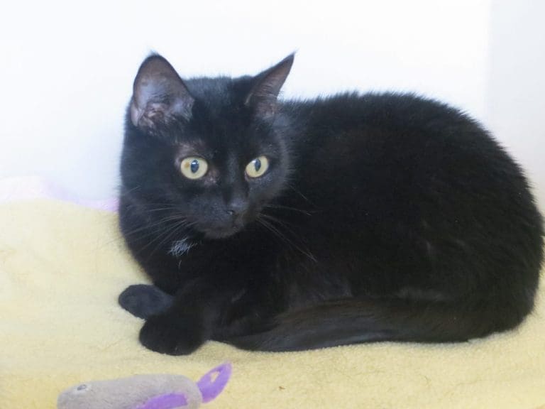 CATS FOUND ABANDONED BY SIDE OF THE ROAD