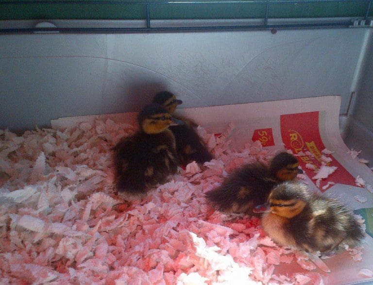 FOUR MOFFAT POND DUCKLINGS ORPHANED WHEN DOG KILLED MOTHER HAVE BEEN RESCUED