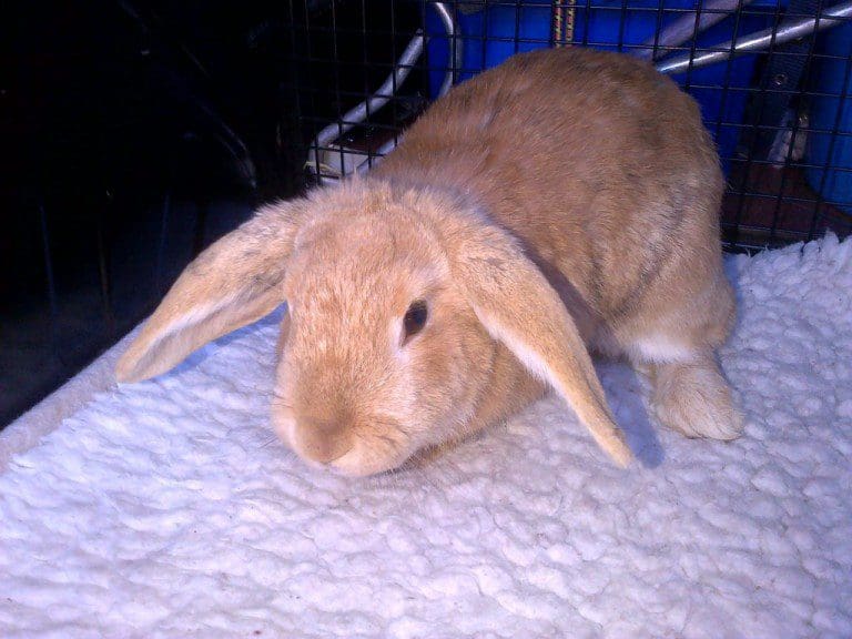 SPCA LOOKING FOR OWNER OF RESCUED RABBIT,  DUMFRIES