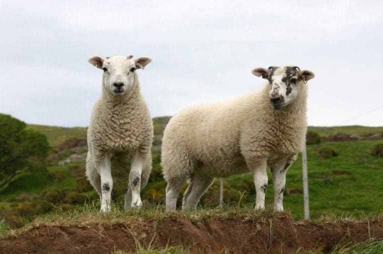 Scotland Sees Significant Rise In Lamb Sales