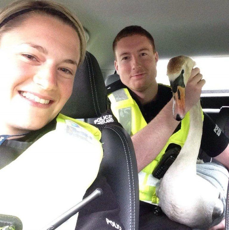POLICE STOP ‘FOWL PLAY’ AND SAY NO TO SWANNING AROUND ON TONGLAND ROAD