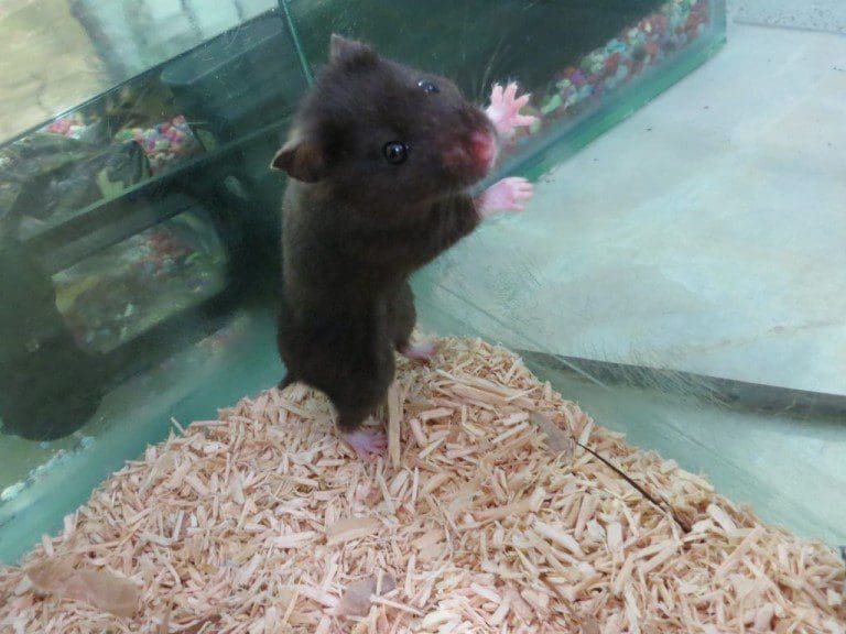 Hamsters Found Dumped In Dumfries Hedge