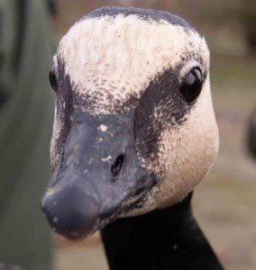 1 a 1 a Caerlaverock barnacle goose (c)WWT